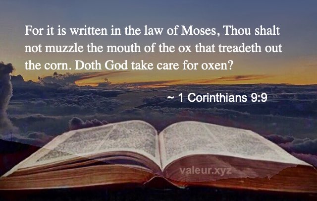1 Corinthians 9:9