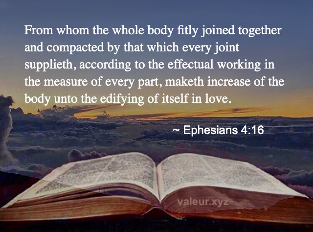 Ephesians 4:16 Ephesians 4:16
