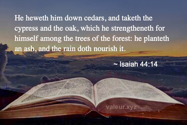 Isaiah 44:14 Isaiah 44:14