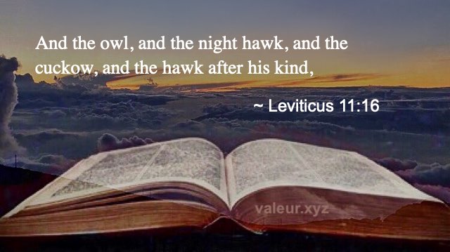 Leviticus 11:16
