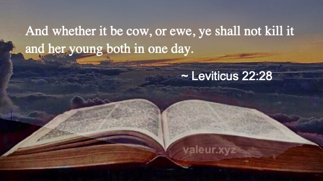 Leviticus 22:28
