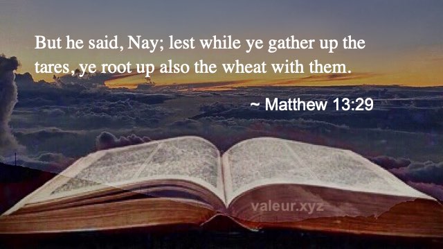Matthew 13:29